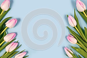 White tulip spring flowers with pink tips forming border around edges of light blue background with blank copy space