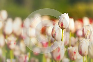 White Tulip Standout