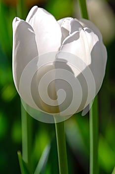 White tulip