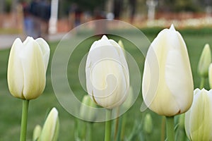White tulip, tulip time, spring background