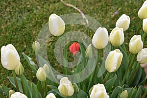 White tulip, tulip time, spring background