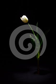 Bílý tulipán matný světlo na černém pozadí rámování vertikální 