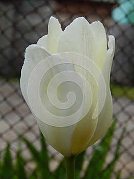 white Tulip