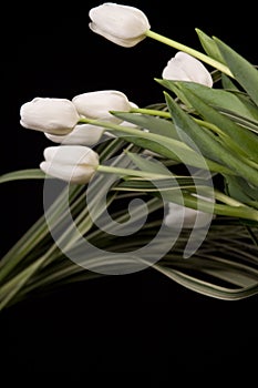 White tulips