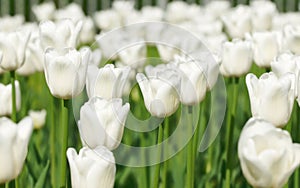 White tulips