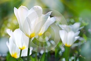 White tulips