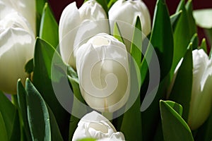 White tulips