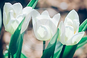 white tulips