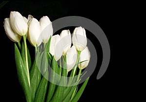 White Tulips photo
