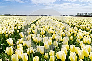 The white tulips.