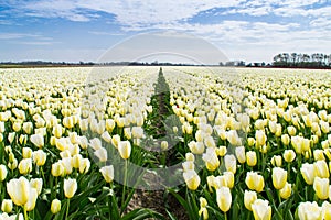 The white tulips.