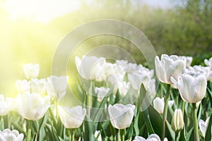 White tulips