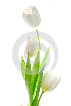 White tulips photo