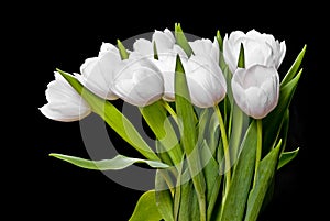 White tulips on black