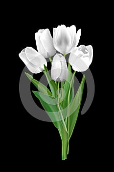 White tulips on a black background