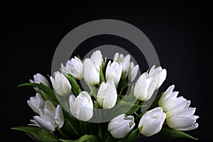 White tulips in black background