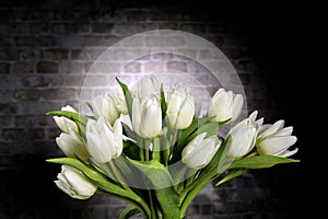 White tulips in black background