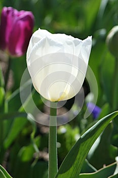 White Tulips in Bloom 2023 I