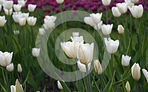 White tulips blooming in flower bed