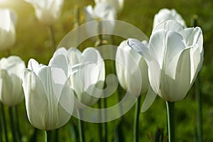 White tulips blossom in garden on sunny summer day