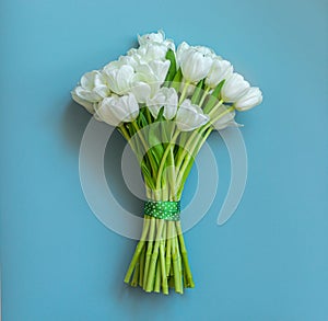 White tulips on a blue background. Spring concept.