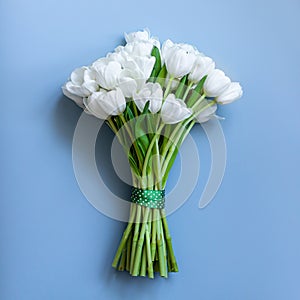 White tulips on a blue background. Spring concept.