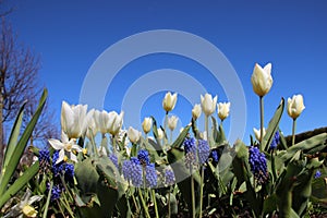 White Tulips With Blue Bell Flowers