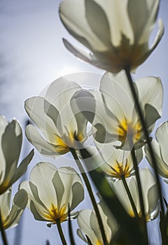 White tulips and a blue sky, light and bright.