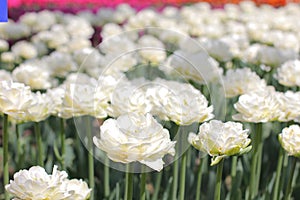 White tulips in the blur background closeup in a bulb field in springtime