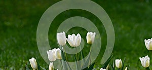 White tulips on a blurred green background