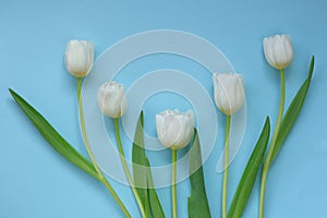 White tulips bouquet on a blue background. White spring flowers. Floral greeting card blank. Floral delicate spring