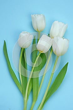 White tulips bouquet on a light blue background. White spring flowers. Floral card blank. Floral delicate spring