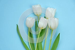 White tulips bouquet on a light blue background. White spring flowers. Floral greeting card blank. Floral delicate