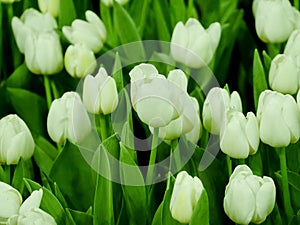 White tulips close-up, gardens blooming spring flowers, Colorful tulips