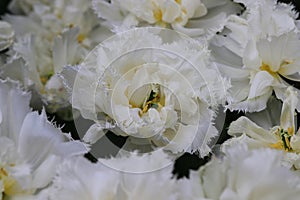 White tulips with crenelated leaves grouped together