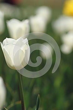 White tulips in the feild
