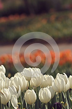 White tulips in the feild
