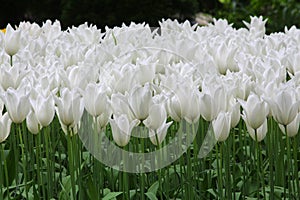 White tulips field