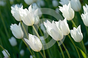 White Tulips on field