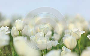 White Tulips