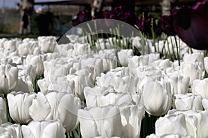 White Tulips. Flower. Nature. Garden. Flora