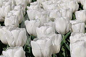 White. Tulips Flower. Nature. Garden. Flora