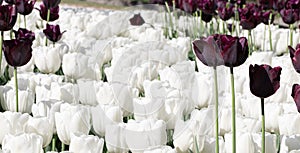 White. Tulips. Flower. Nature. Garden. Flora