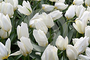 White tulips on a flowerbed