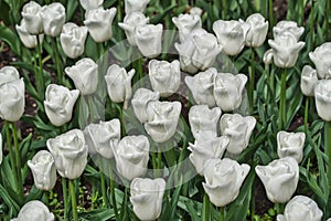 white tulips on flowerbed