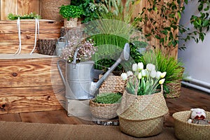 White tulips flowers in a basket. interior of spring yard. Rustic terrace. Veranda in spring decor. Closeup of flower pots with pl