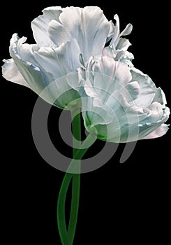 White  tulips. Flowers on  black isolated background with clipping path.  Closeup.  no shadows.  Buds of a tulips on a green stalk