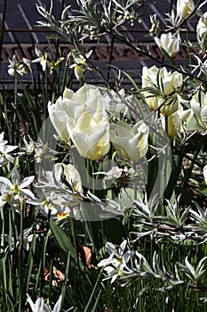 White tulips flowers in small stree decoration in Kastrup