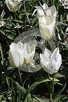 White tulips flowers in small stree decoration in Kastrup