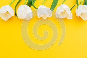 White tulips flowers on yellow background. Flat lay, top view. Floral frame background.